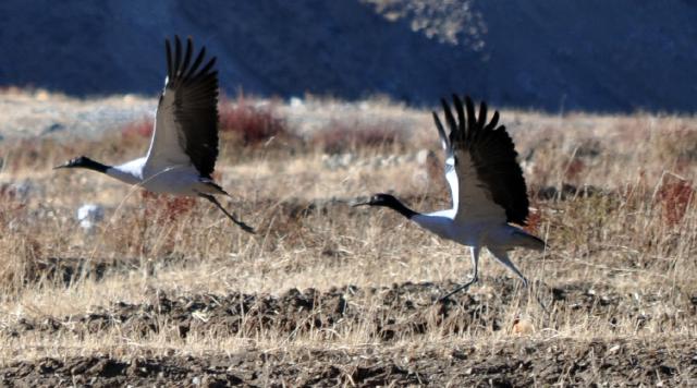 Black necked cranes flying